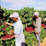 Morador de Alto Jequitibá-MG fatura mais de R$ 1 milhão na Lotofácil