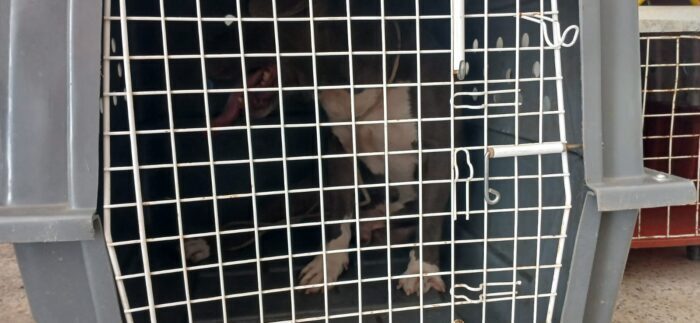 AUTORES DE ROUBOS EM LAJINHA E MUTUM SÃO PRESOS NO ESPÍRITO SANTO